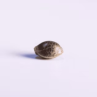 Cannabis_Seed_Quality_edited.jpg