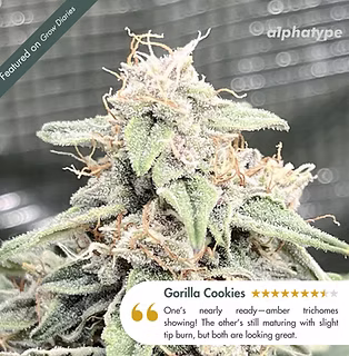 Gorilla Cookies Feedback Alphatype.jpg