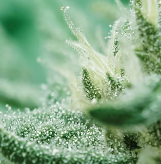 Cannabis_Trichomes_Closeup_Flower_Pistils.png.png