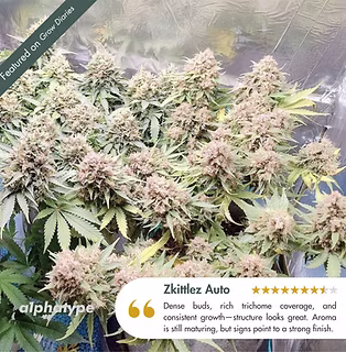 Zkittlez Auto Feedback Alphatype.jpg