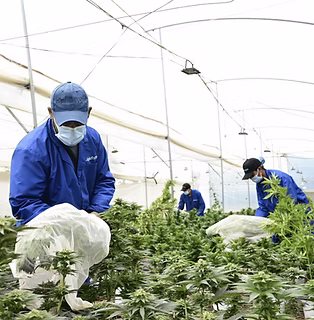 Cannabis_Pollinating_Workers_Greenhouse.png.png