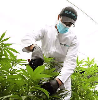 cannabis_Worker_Pruning_White_Lab_Coat.png.png