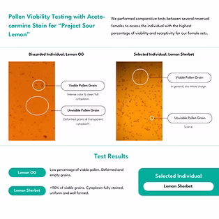 Pollen Viability Testing with Aceto-carmine Stain for “Project Sour Lemon” (2).png